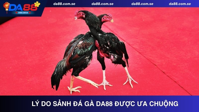 Giải đáp lý do sảnh đá gà DA88 được ưa chuộng