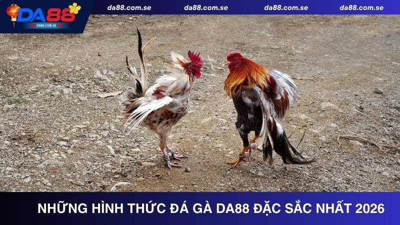 Tổng hợp những hình thức đá gà DA88 đặc sắc nhất 2026